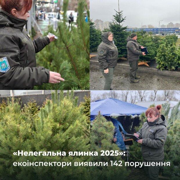 "Illegal Christmas Tree 2025": Eco-inspectors found 142 violations.