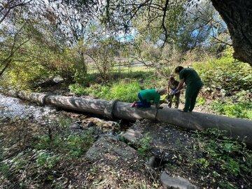 Державна екологічна інспекція відреагувала на пояснення лісників щодо підозрілих вирубок дерев: "Ці дії є прямим порушенням".