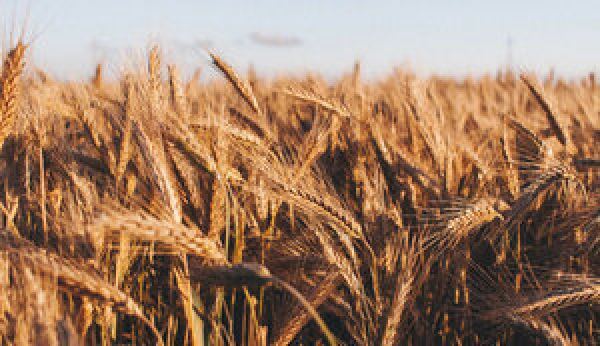 Єврокомісія наступного тижня запропонує квоти на імпорт зерна з РФ і Білорусі,